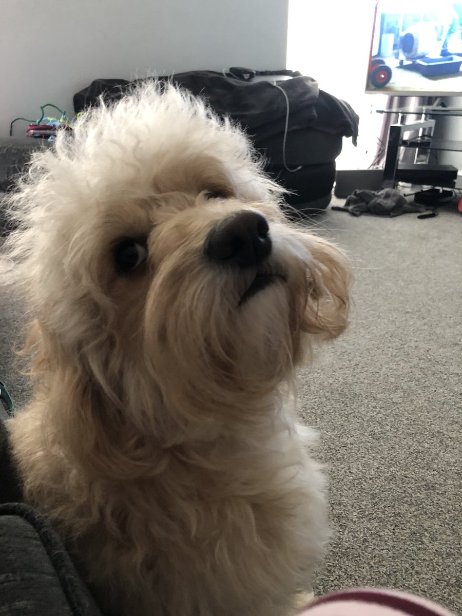 beccawillissafc's tweet photo. He’s had a bath and has turned into a massive ball of fluff, he’s gonna be a real lion when this is over #prayforbailey https://t.co/rBhfZvI6F8
