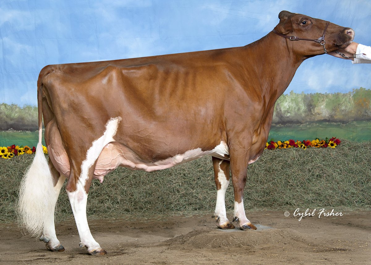 seifert_eric's tweet photo. Exciting Opportunity on the National Milking Shorthorn Sale at Jefferson, WI on June 20th. We'll have three embryos and a March calf that will be siblings. They're Prestos x 2E93 Innisfail-WO Mega Lovesong ET and granddaughter of Innisfail RU Lady 5055. Both pictured. DM for info https://t.co/bKyqB9B8Lm