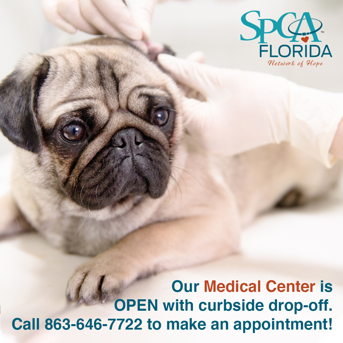 spcafl's tweet photo. SPCA Florida's Medical Center is open and ready to cater to your pet's needs. For everyone's safety, we currently work with a curbside system where our trained veterinary technicians will meet your pet at your car. Call 863-646-7722 to make an appointment!
 
#Lakeland https://t.co/INnsUgU7px
