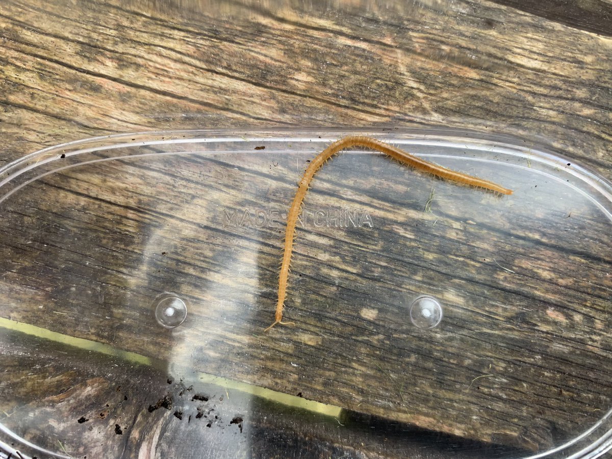 Day nine. Herring GullSoil Centipede #GardenWildlife  #LockdownWildlife  #WildlifePhotography
