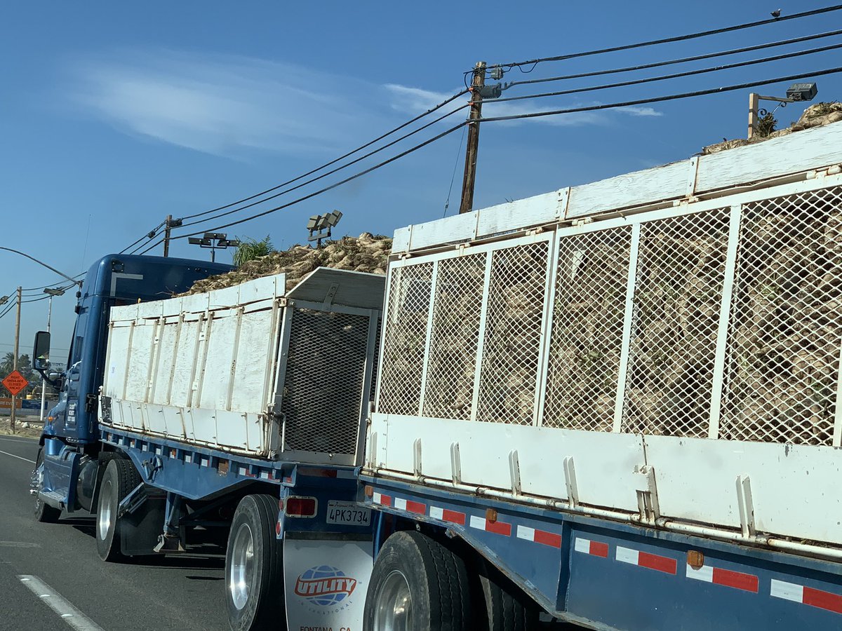 s_l_rutherford's tweet photo. Spotted in #BrawleyCA: some of the first #sugarbeets out of the ground in #Harvest2020. #StillFarming https://t.co/sWrP53zVOQ