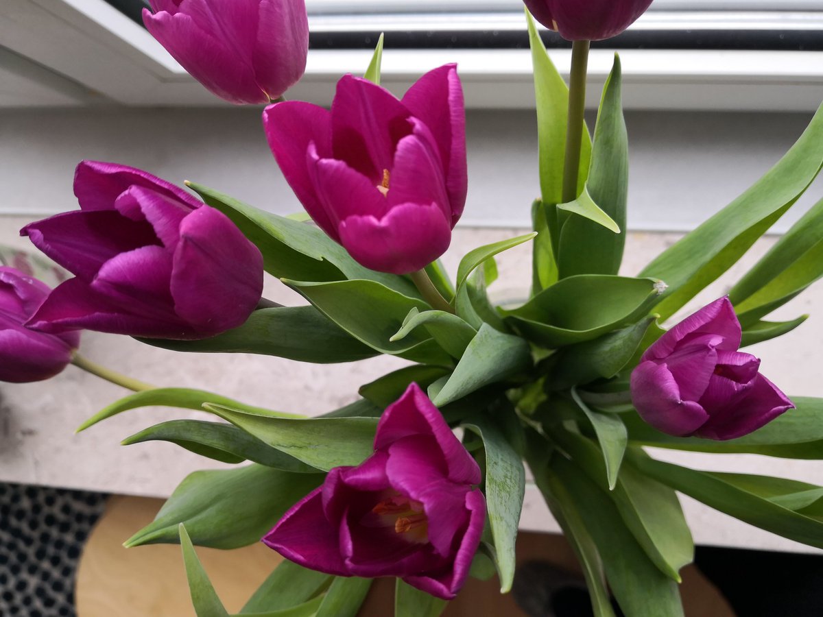 RikkeUAndersen's tweet photo. Flotte blomster fra gode venner på min fødselsdag i går. I en tid, hvor vi står sammen ved at holde afstand, varmer fødselsdagshilsner på FB, livechat på Messenger og blomster ved døren ekstra meget. Tusind tak ❤️ https://t.co/ucd1uGgyxb