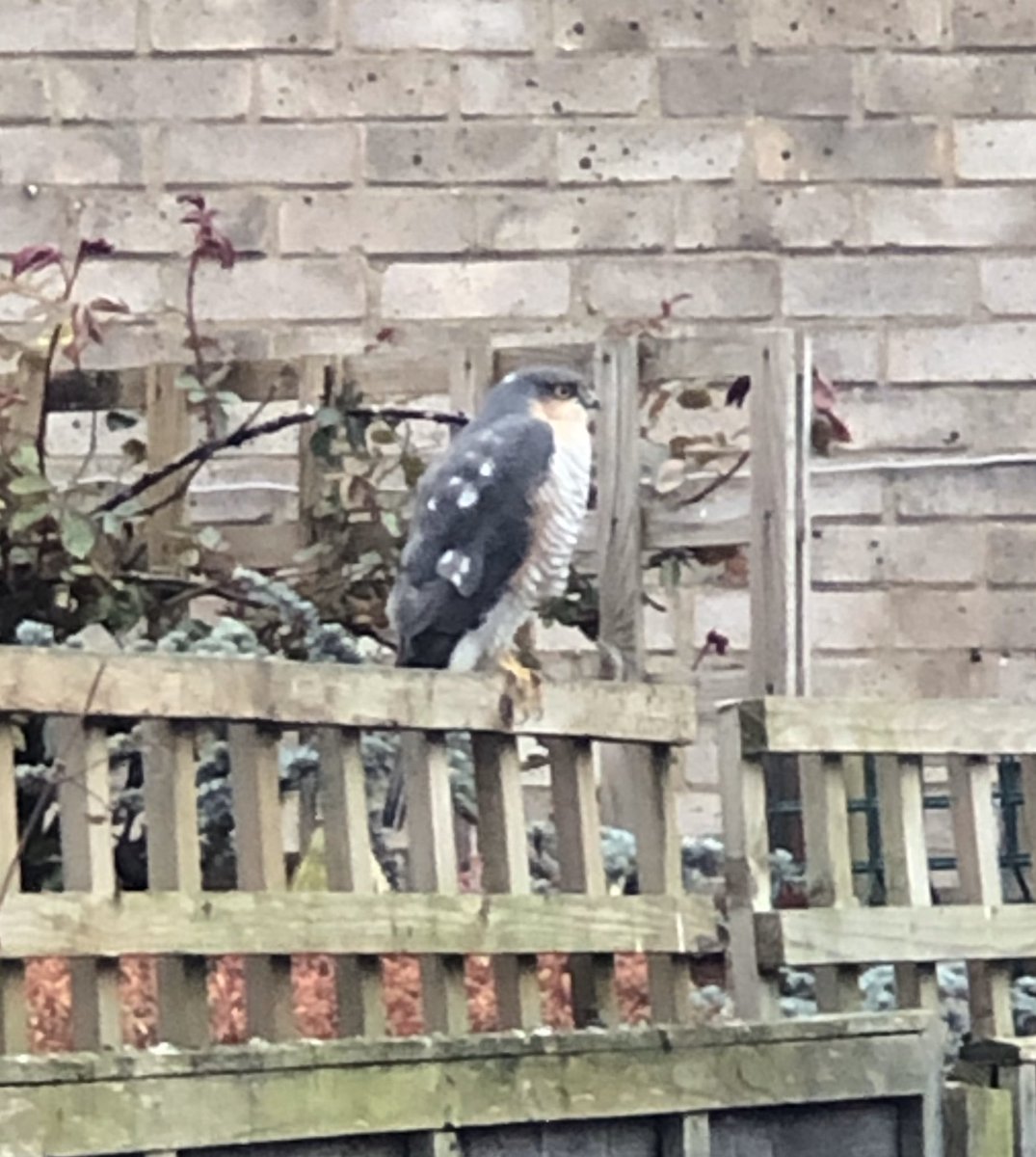 KMayClem's tweet photo. Good afternoon @EssexWildlife ! Could anyone tell me who this beautiful creature is please? They seem to have recently moved into the area and are spending rather a lot of time in my garden! Thank you 😊 https://t.co/KrLllsmmiq