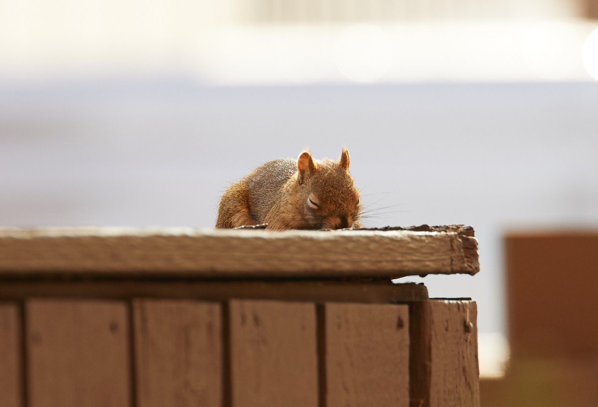 Fred again, taking a snooze on our sun-warmed fencetop.