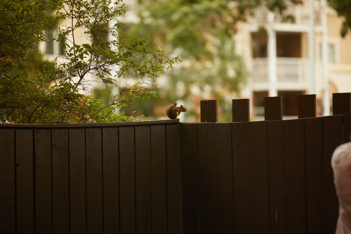 Fred, our backyard squirrel, during simpler times.