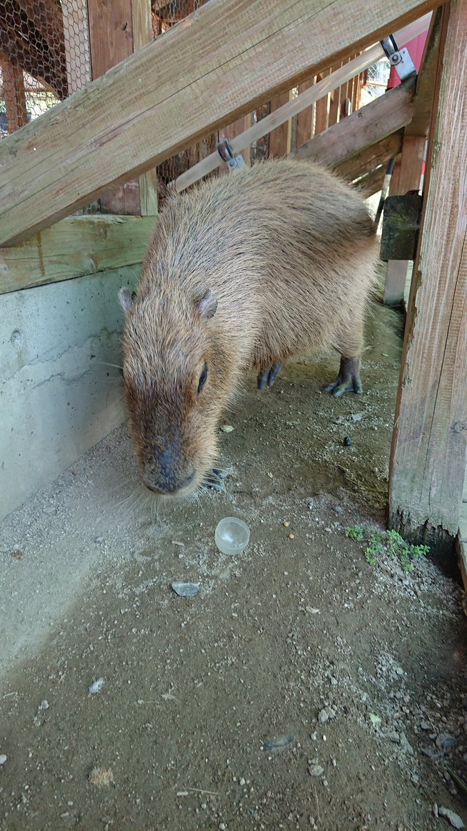 トリアスふれあい動物園 トリアスふれあい動物園
