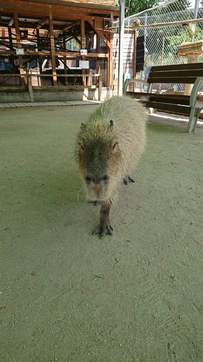 トリアスふれあい動物園 トリアスふれあい動物園