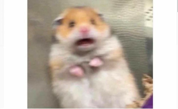 teachergoals's tweet photo. Every time I see myself in a Zoom call: https://t.co/rjK6qgQht4