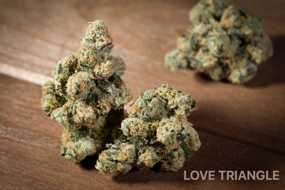 GLPNV's tweet photo. Fresh drop #lovetriangle 💕avialable @NuwuCannabis @TopnotchTHC @JardinVegas @ShowGrowLV 💪
#HYBRID:One of Florida’s best, Triangle Kush meets Snow Lotus for a powerful hybrid called LoveTriangle.  #glp #greenlifeproductions #cleanmeds #DEMpure #certifiedKIND #cleangreencertified https://t.co/yvDhIu6V5N