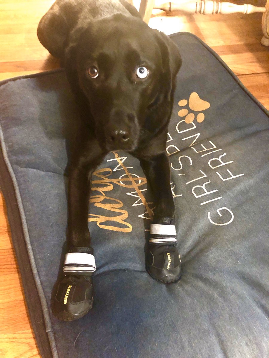 GabbyLongchamp's tweet photo. My dogs have really benefitted from this quarantine...they get walks/hikes everyday, got their yearly check up and vaccines, brushed their teeth, and even got some boots to protect their paws! Blu was so happy she hurt her tail from wagging it too hard🤦‍♀️ https://t.co/YfFzncukMl