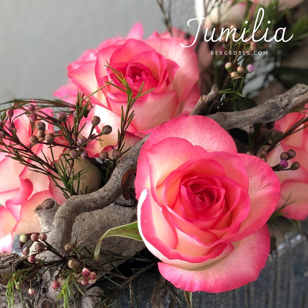 #JUMILIA |This is a very stately rose. The two-tone rose Jumilia stands out because of its very tall bud and beautiful petals. The petals are beautifully white, gradually changing into a bright pink towards the edges. #bergroses #jumiliaroses
