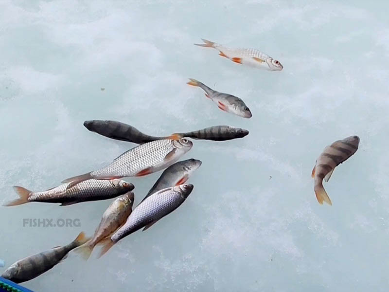 fishx_org's tweet photo. #Рыбалка #fishx_org #Отчетыорыбалке #Плотва
Отчёт о ловле плотвы на безмотылку - https://t.co/wzkIGY2DIB https://t.co/GqU5dmLI3b