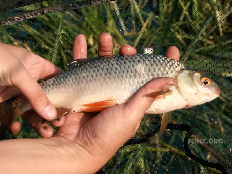 fishx_org's tweet photo. #Рыбалка #fishx_org #Плотва
Ход плотвы весной - https://t.co/XTjycgWm3c https://t.co/pFyUcoZGrb