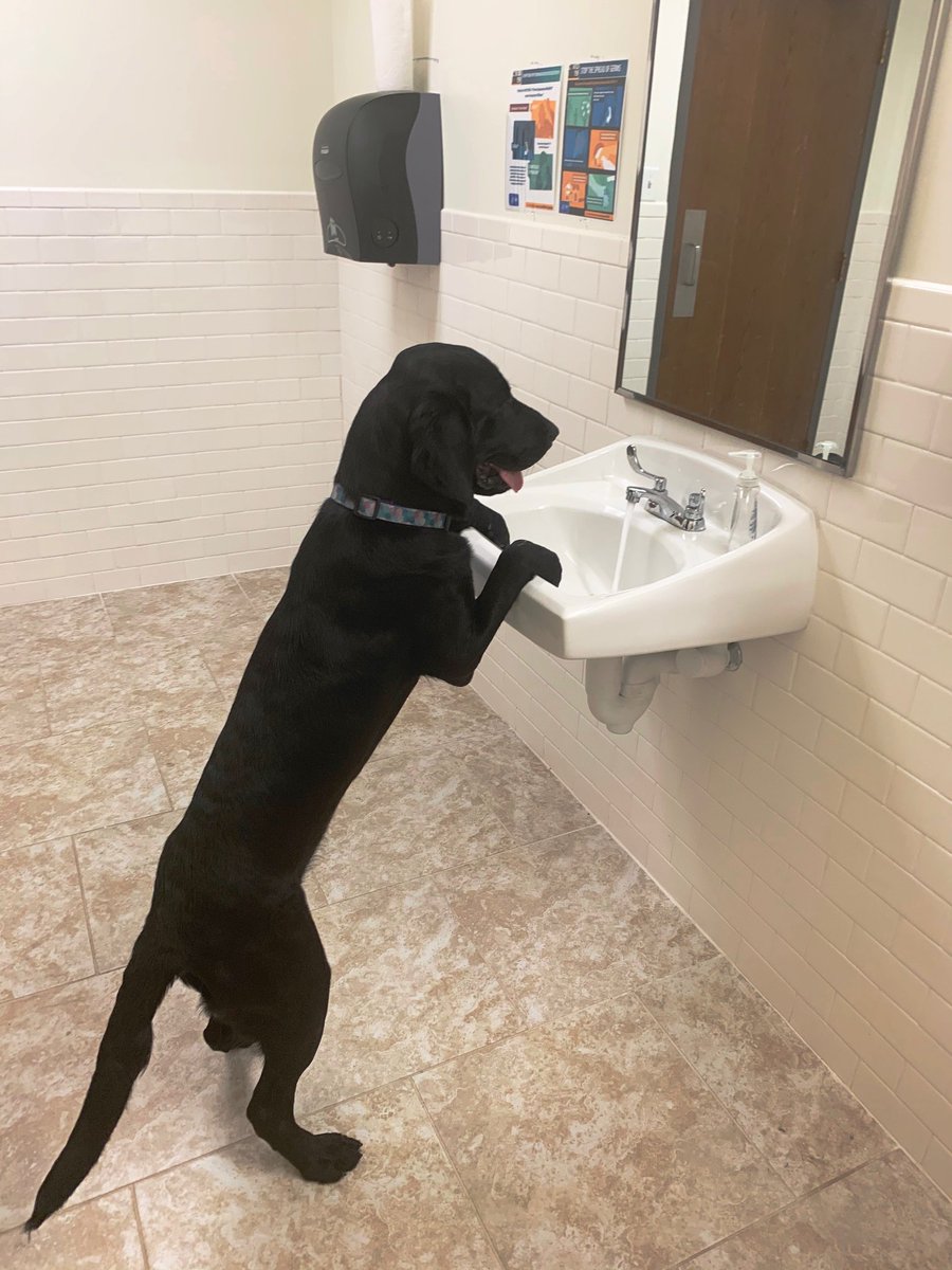 Paws4Sa's tweet photo. A friendly reminder from Riley to wash your paws regularly! We encourage everyone to stay safe and Stay at Home! We will get through this together! ๐๐พ #pawsforpurplehearts #nonprofit #servicedogintraining #pphriley #washyourhandswednesday #staysafe #stayhealthy #StayHome https://t.co/dWaISQyHh8