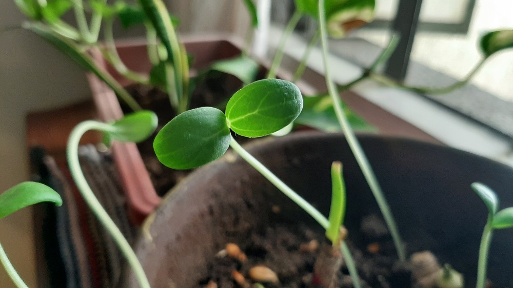 RAISdotra's tweet image. Self-quarantine has driven up the volume of projects and education in the republic. Among these include a renewed effort in AI learning, drone training, planting, and baking initiatives. 

In such ways, we’re doing our best to make the most out of this situation.