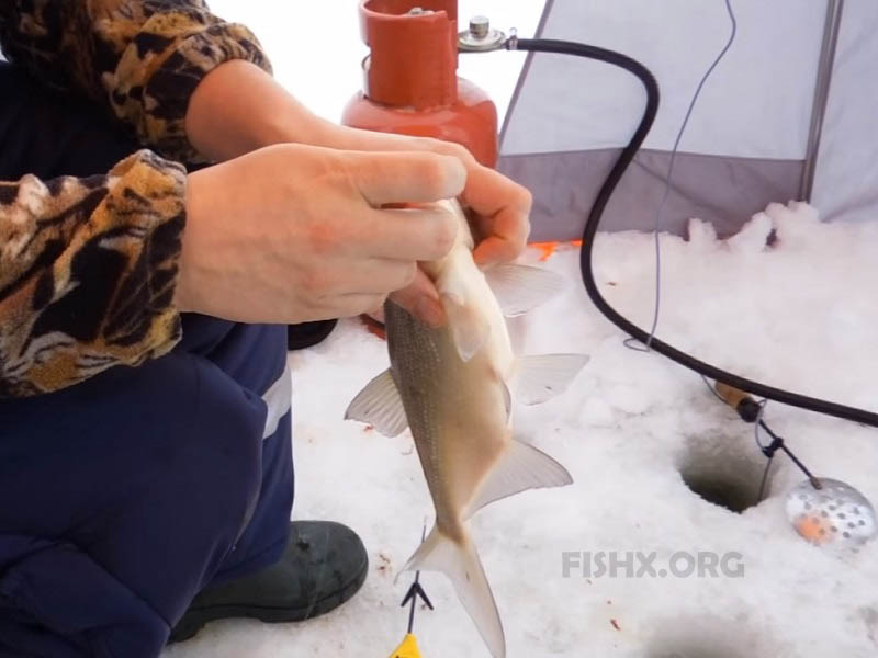 fishx_org's tweet photo. #Рыбалка #fishx_org #Лещ
Ловля леща в начале весны - https://t.co/n9W854LDQ0 https://t.co/ysxNIoCatP
