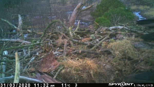 Our Osprey YC now has a mate! over the weekend another bird has appeared, over the last few days new nest materials have been brought in, sticks, moss, grass and a lump of bark!
#Onthenest #Osprey#Raptorconservation