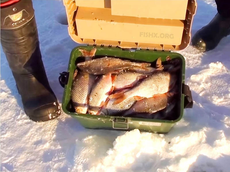 fishx_org's tweet photo. #Рыбалка #fishx_org #Нормы вылова
Нормы вылова - https://t.co/lDR3tmSh47 https://t.co/YDzYlC7jI6