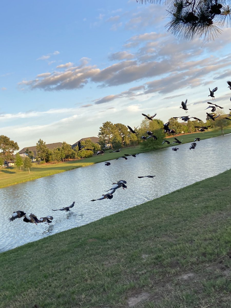 cfisdBedoya's tweet photo. I took the @CFISDELC2 nature walk ! 🌿 Here are some cool things I saw ! 🤩 https://t.co/DXed1G9StX
