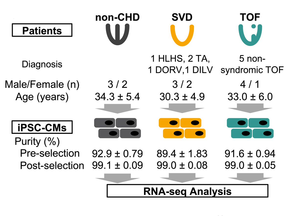 Circulation Research (@circres) on Twitter photo #RNA Sequencing Analysis of iPS-derived #cardiomyocytes from #CongenitalHeartDisease patients reveals abnormalities at the #transcriptomic level. ow.ly/rjJv30qtaLg
<a href="/StanfordCVI/">Stanford CVI</a> #RNA Sequencing Analysis of iPS-derived #cardiomyocytes from #CongenitalHeartDisease patients reveals abnormalities at the #transcriptomic level. ow.ly/rjJv30qtaLg
<a href="/StanfordCVI/">Stanford CVI</a>