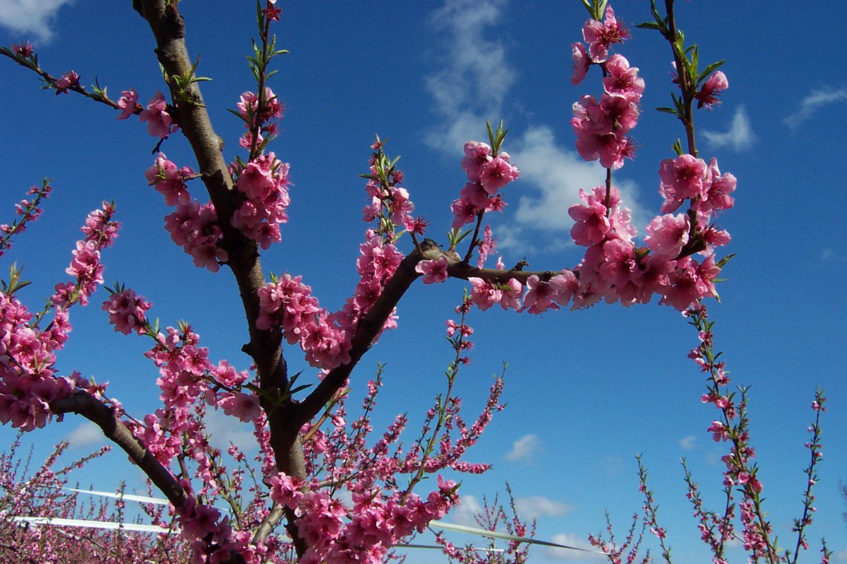 Sans doute les plus belles, les fleurs de pêcher et leur rose éclatant. Les vergers de pêcher en fleur sont une formidable raison de s'émerveiller (et de prendre des photos).