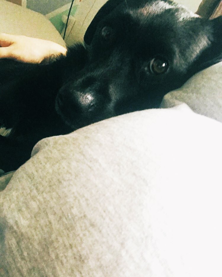 MullarkeyKelly's tweet photo. 2 months and I meet Mama’s baby 🐾 https://t.co/EzvVpe7LOn
