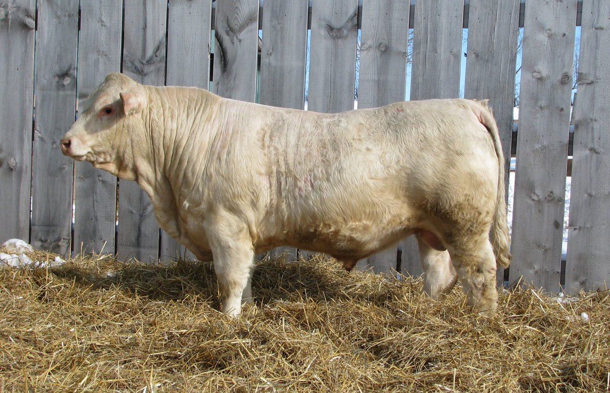 brent saunders (@brents17) on Twitter photo JSR Goliath 67G. Long, deep bodied smooth made JSR Estrada son out of a perfect uddered TR Mr Firewater dam. 1560 lbs 45 cm scrotal. Lot 21 in our 15th annual sale April 4th 2pm EST on <a href="/dvauction/">DV Auction</a> JSR Goliath 67G. Long, deep bodied smooth made JSR Estrada son out of a perfect uddered TR Mr Firewater dam. 1560 lbs 45 cm scrotal. Lot 21 in our 15th annual sale April 4th 2pm EST on <a href="/dvauction/">DV Auction</a>