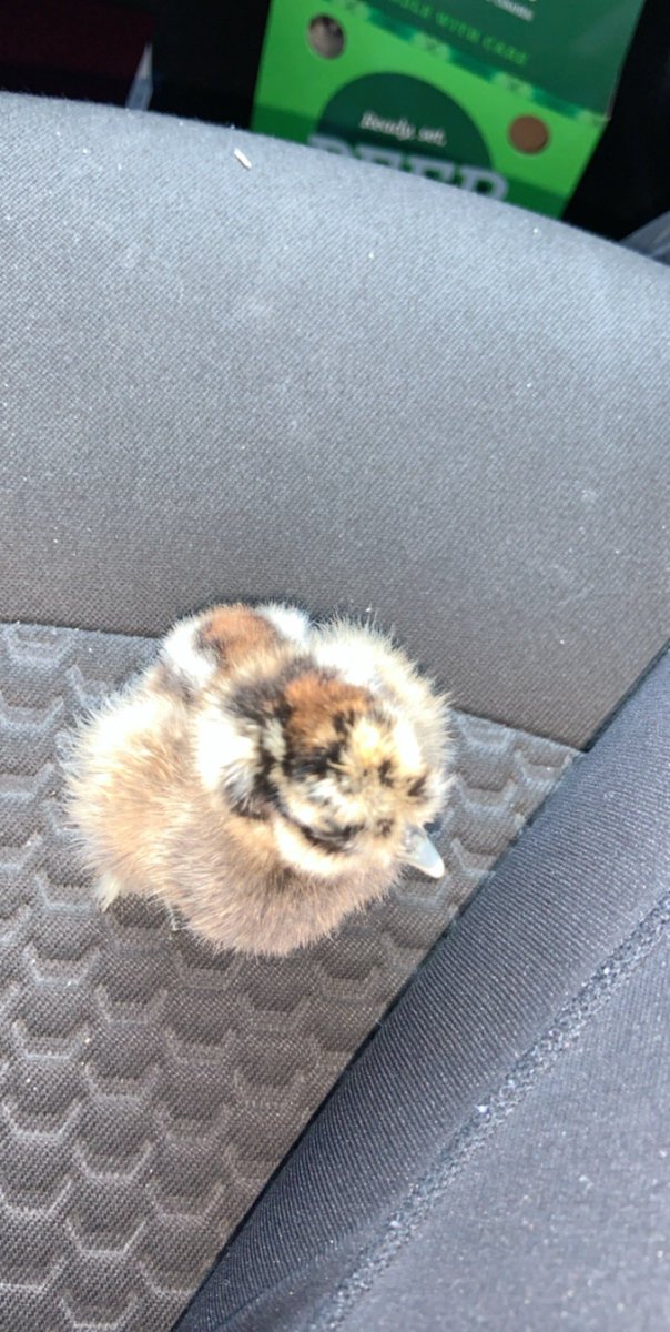 ashyyy0's tweet photo. well. i got told no to a duck. so i got a chick. meet daisy 🤩 https://t.co/CeTalkdr6I