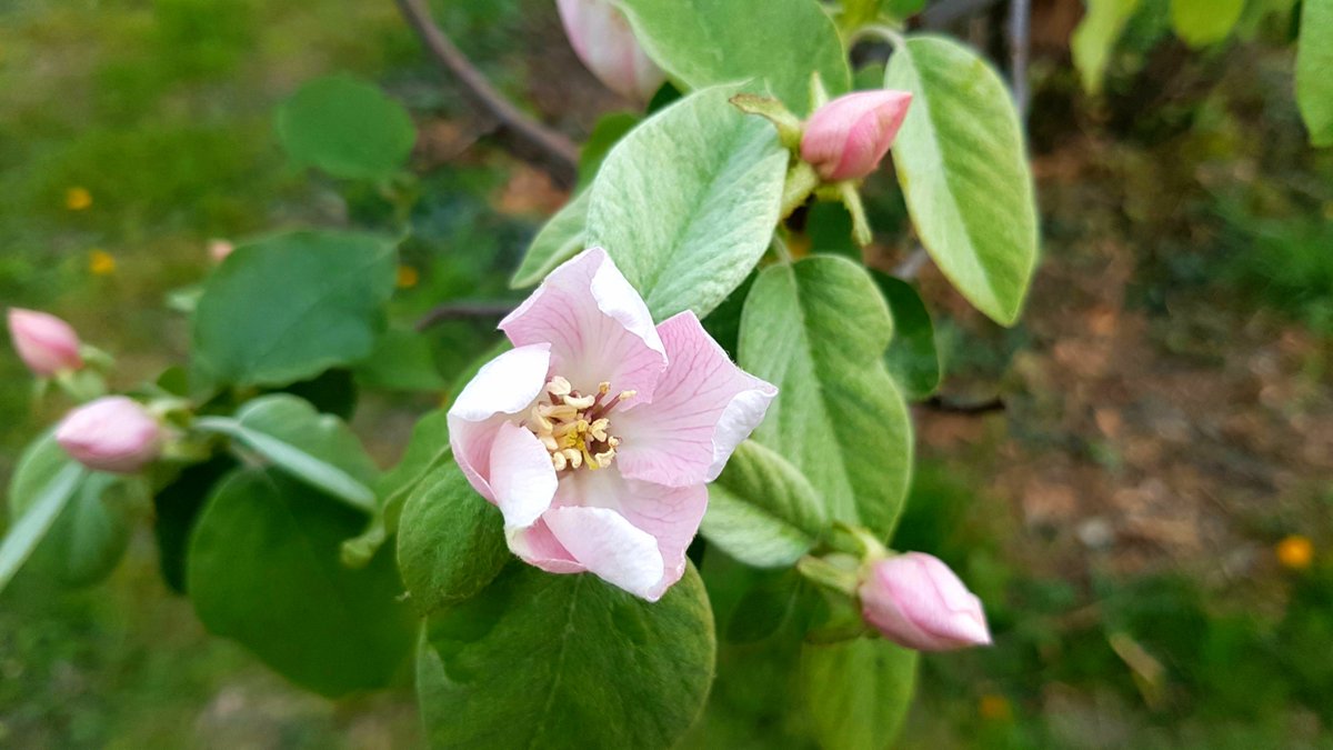 J'ai bientôt fini mon tour d'horizon. Sans doute ma préférée maintenant, la plus délicate et la plus imposante, la fleur de cognassier. Il faut admirer les courbes des pétales avant l'ouverture de la fleur. Je peux passer des heures à regarder.