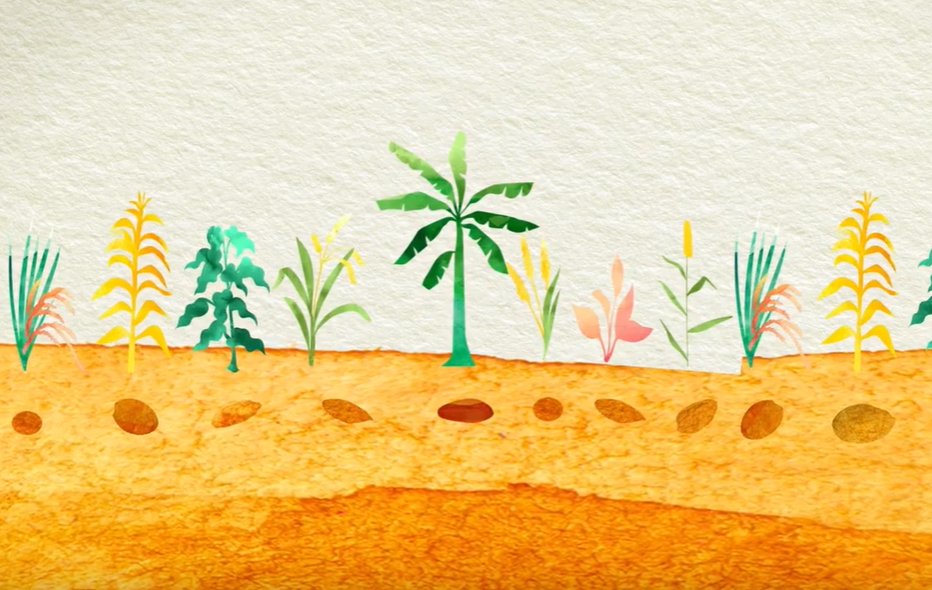 FAOclimate's tweet photo. ...And without seeds, there would be no plants 

which is why the International @planttreaty works around the world to conserve &amp; sustainably use plant genetic resources for food and agriculture.

👉https://t.co/z9luJAlYH2

#Biodiversity2020 https://t.co/8X9Z0sLWk3