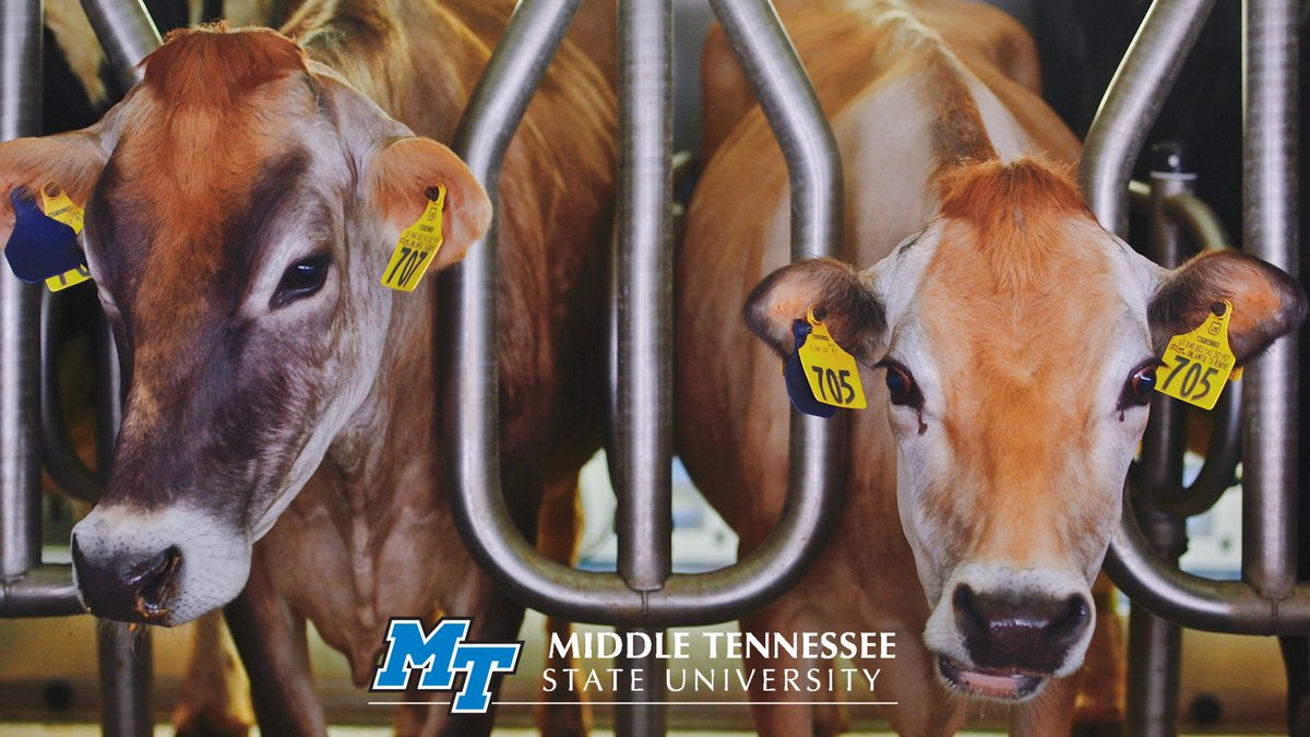 MTSUNews's tweet image. Since we're talking about #MTSU #milk, give a hand 👏 to all our @MTSUAg students, employees &amp;amp; staff who keep our #farm &amp;amp; #MTSUCreamery operations going in rain, shine &amp;amp; pandemic! #AgLife #thankafarmer 🐮🥛🚜🌽💙 #TrueBlue
