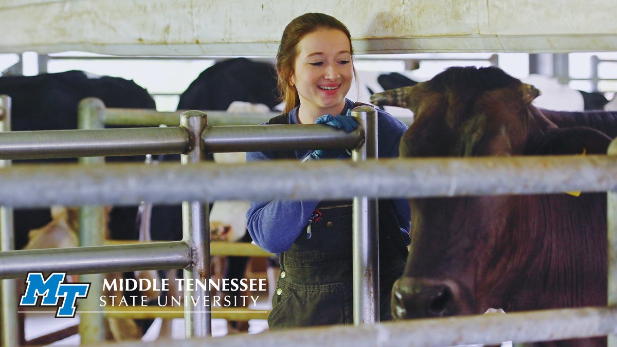 MTSUNews's tweet image. Since we're talking about #MTSU #milk, give a hand 👏 to all our @MTSUAg students, employees &amp;amp; staff who keep our #farm &amp;amp; #MTSUCreamery operations going in rain, shine &amp;amp; pandemic! #AgLife #thankafarmer 🐮🥛🚜🌽💙 #TrueBlue