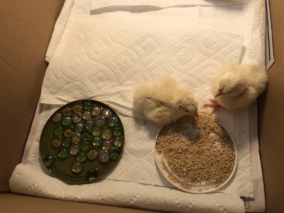 Mrs. Kording tweet media