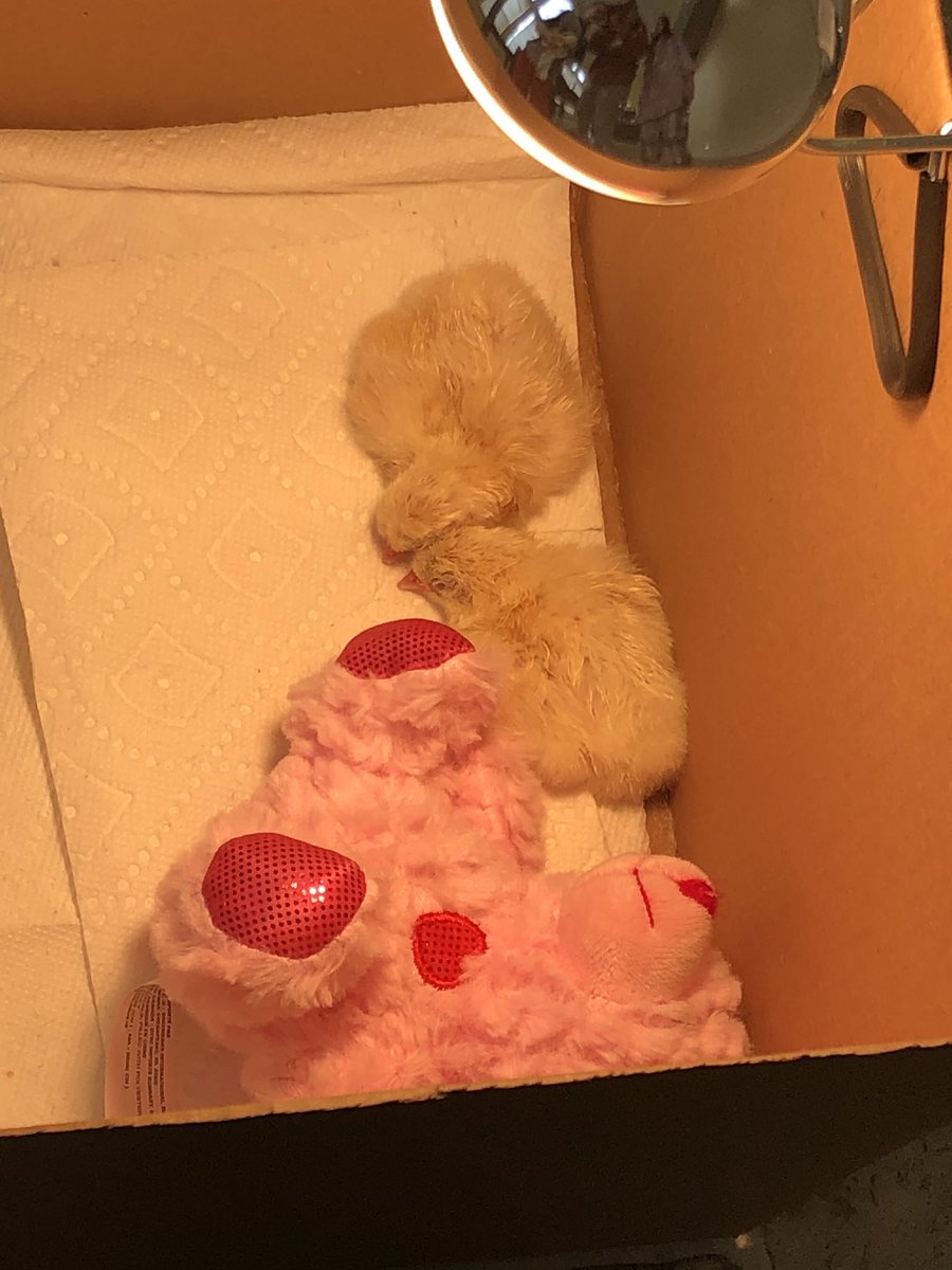 Mrs. Kording tweet media