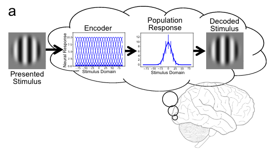 Leveraging Psychophysics to Infer the Mechanisms of Encoding Change in Vision