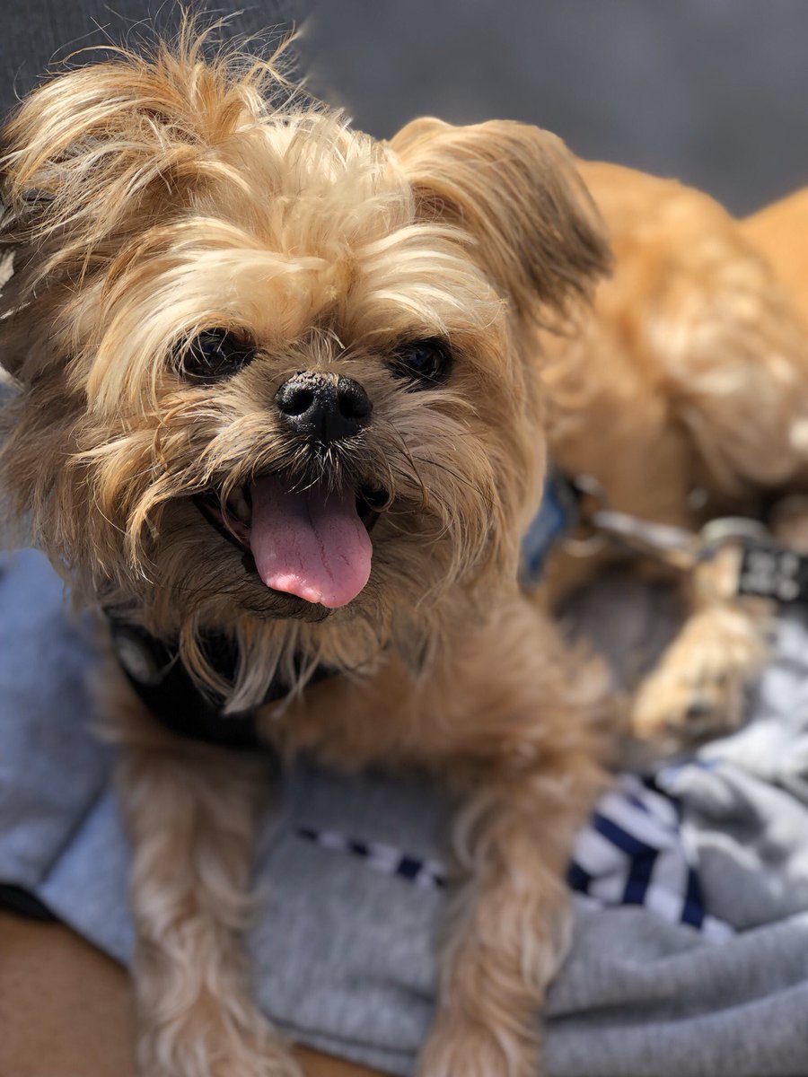 For emotional and physical well-being, I walk my dog Kevyn many times through out the day.  #WellnessWednesday #spiritweek #AldineAtHome @Anderson_Astros <a href="/AldineISD/">Aldine ISD</a>