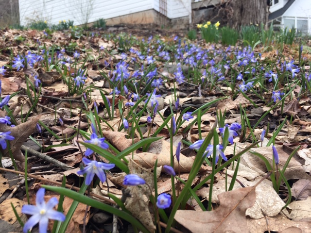 EricaObey's tweet photo. Here comes the Chiondoxa! No #Aprilfooling! https://t.co/cELEAV8Glt