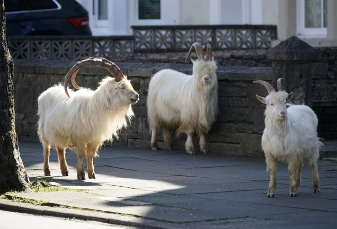 Apparently the nonchalant Goats roaming around Llandudno are Kashmiri Goats. Or so my dad assures me. 

Now, I'm not saying Welsh and Kashmiri hybrid is anything special (it is), but this Welsh-Kashmiri for one now fully welcomes our goaty overlords and swears to be loyal 🐐