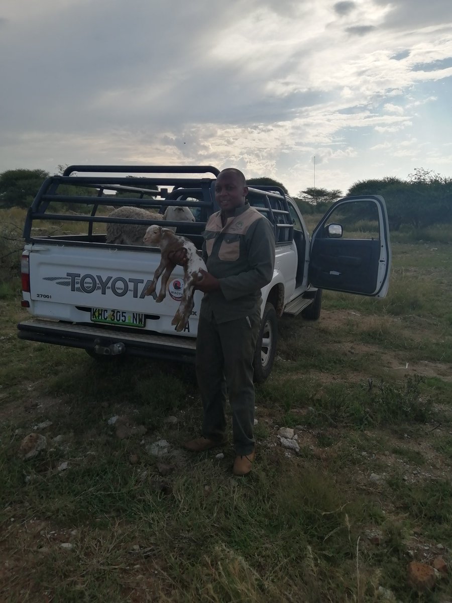 Kenneth_Lepedi's tweet photo. Lambing season
#meatmasters https://t.co/jgiw0r5xem