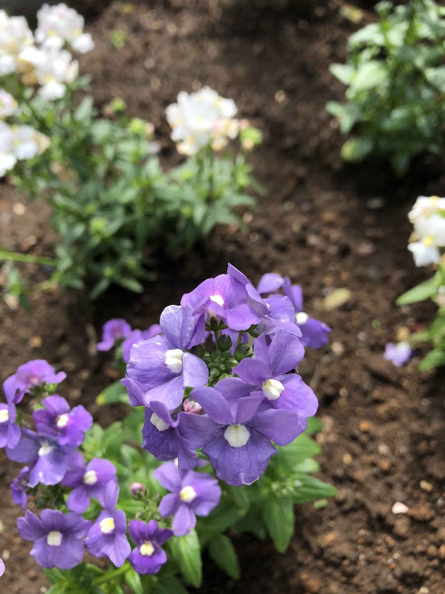 ট ইট র 草の名は ネメシア 三軒茶屋にて 落ち着くむらさき 花も大きくなくあまり特徴が見えないがよくよく見ていくと花弁が上唇と下唇の二つに分かれていたり構造が面白い 食べられるか不明 目立った毒性は無さそうなので味次第 1000日チャレンジ 248