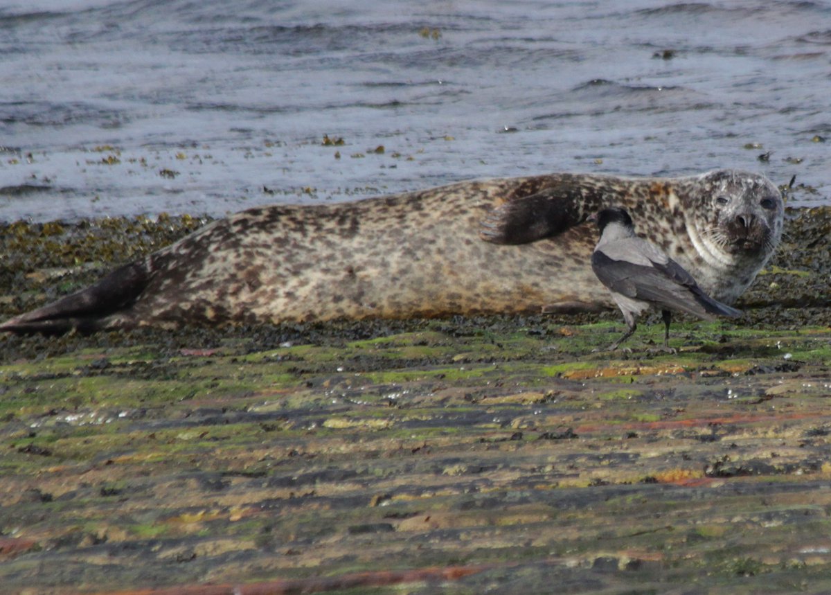 Hoodied Seal on Leebitton Pier