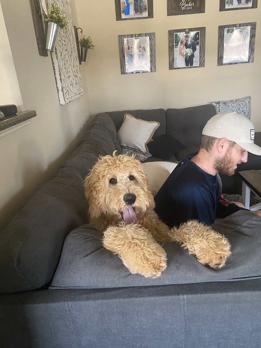 Theo helping me be as productive as possible during quarantine. #WagWednesday #GMHSvirtualspiritweek <a href="/Garner_HS/">Garner High School</a>