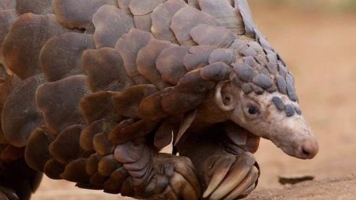 ffw_es's tweet photo. LA FUNDACIÓN FRANZ WEBER CRITICA LA POSTURA DE LA SECRETARÍA DE LA CITES ANTE LA COVID-19‼️La Convención sobre el comercio internacional de especies amenazadas de fauna y flora silvestres (CITES)parece haberse lavado las manos en relación a la COVID-19.

https://t.co/y0wByMSC3h https://t.co/DkNxL5fB9T