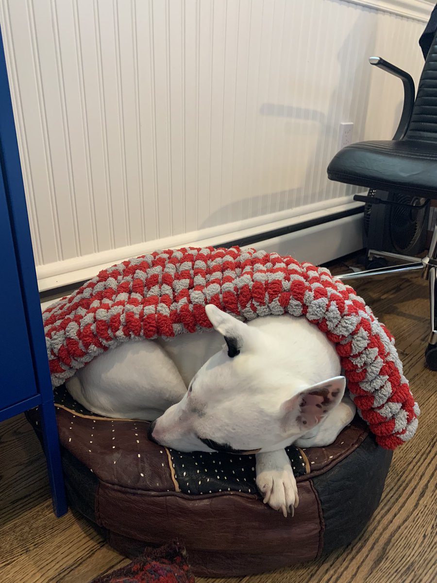 RouhiRoo's tweet photo. Obligatory #norathebully doing a “snora” #daynaps #QuarentineLife #DogsofTwittter #dogsofquarantine https://t.co/CyfWrhpAzm