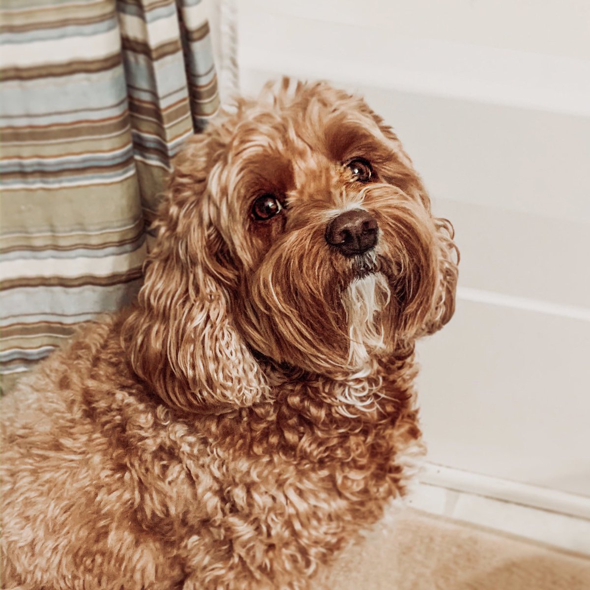 ArchieAndGunner's tweet photo. When it’s bath day https://t.co/tiGOp5N0Rh