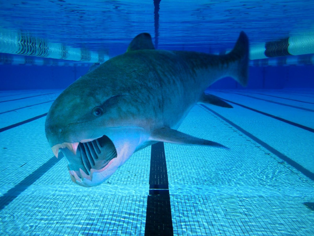 DunkCHOMPS's tweet photo. With everyone being responsible and following #StayHome and #shelteringinplace potocols, local #Cleveland swimming pools have seen a boom in #Dunkleosteus populations! Once thought extinct for 360,000,000 years, these elusive predators have reappeared in their natural habitats! https://t.co/2VeSVvAKZF