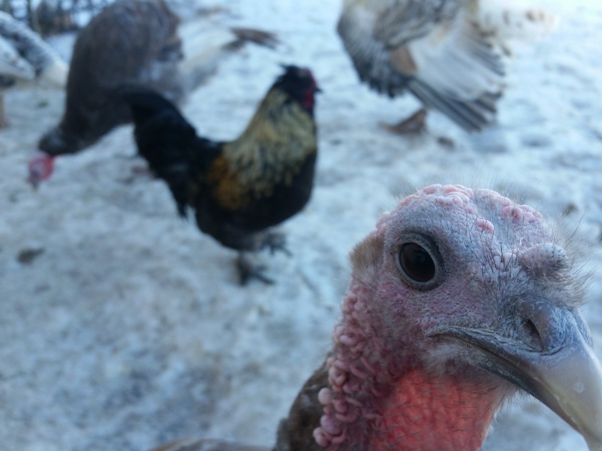 For those of you who are new here, and for everyone who has been following along with the saga, let me present to you : The story of Napoleon, the wayward rooster, and Turkey Girl, his star-crossed lover. Part 1:  #birdtwitter