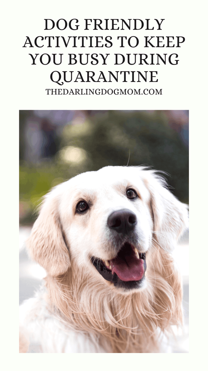 Six Dog Friendly Activities to Keep You Busy During Quarantine thedarlingdogmom.com/six-dog-friend…