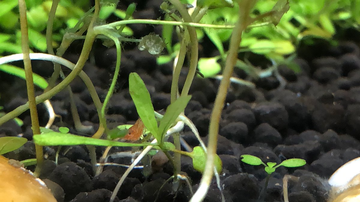 Day 26/ #shrimptankA day of sorrow for two fallen fire red shrimp . We’re down to 6 adults in that tank now.And also of joy - we think this is baby  shrimp  number 1, since they are the biggest baby we’ve seen & they ventured among the ground cover just now!!