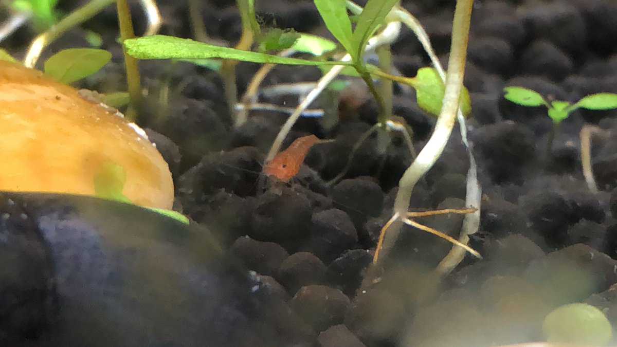 Day 26/ #shrimptankA day of sorrow for two fallen fire red shrimp . We’re down to 6 adults in that tank now.And also of joy - we think this is baby  shrimp  number 1, since they are the biggest baby we’ve seen & they ventured among the ground cover just now!!